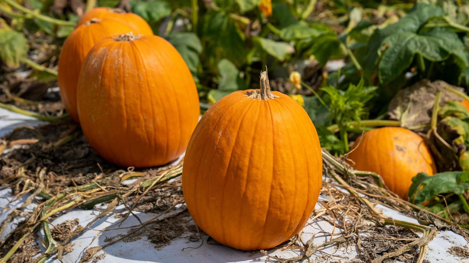 pumpkins